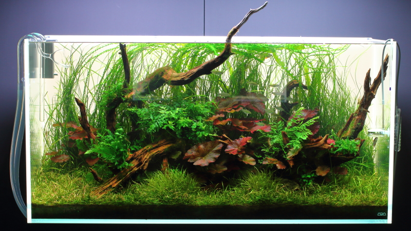流木レイアウト　120cm水槽　凸型構図